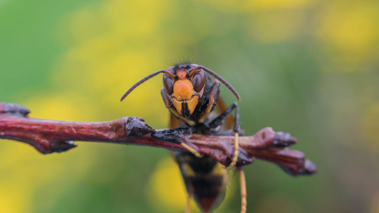Een Aziatische hoornaar (foto: Yamile Garcia/Pexels)