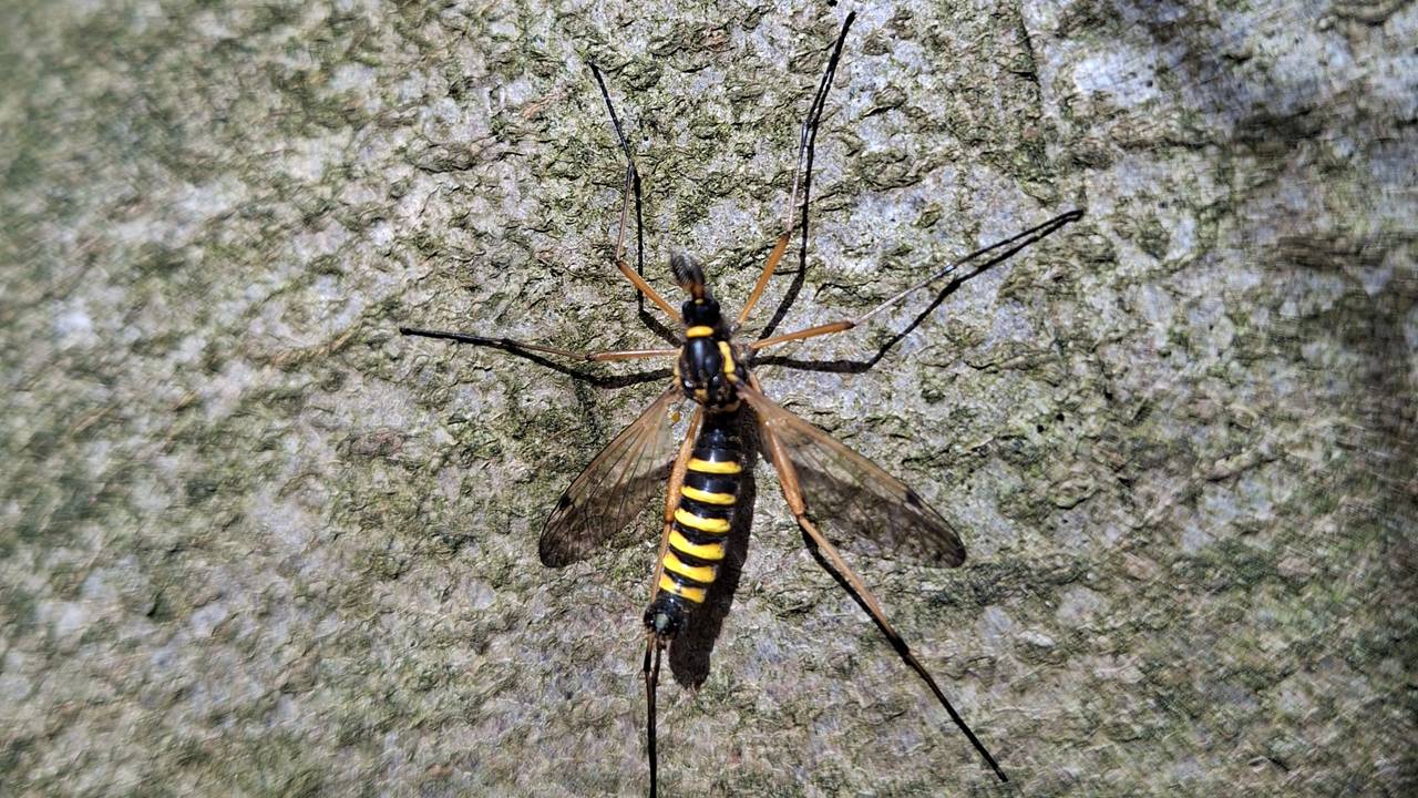 Een zesbandkamlangpoot (foto: Anke Vischer).