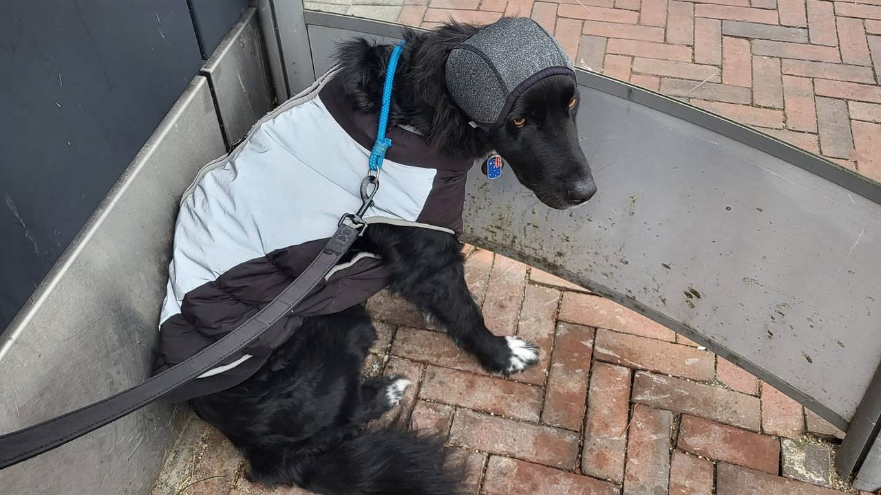 De hond van Sylvia is bang voor vuurwerk. Sylvia doet oproep (foto: Sylvia Donkers). 