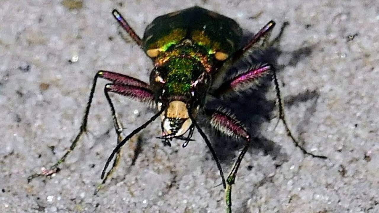 Een groene zandloopkever (foto: Marianne Wijten).