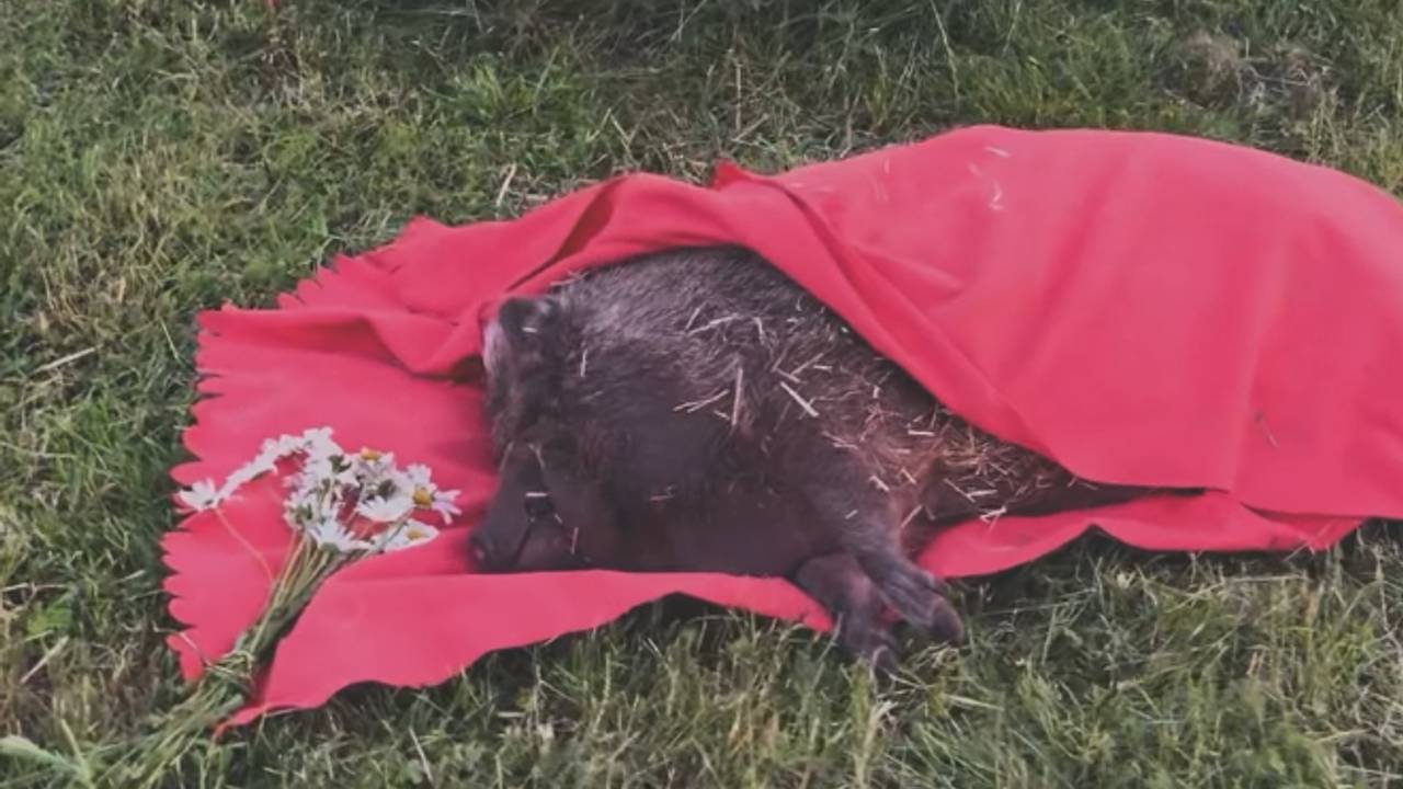 Het overleden varkentje (foto: Dominique Schreinemachers/Instagram).