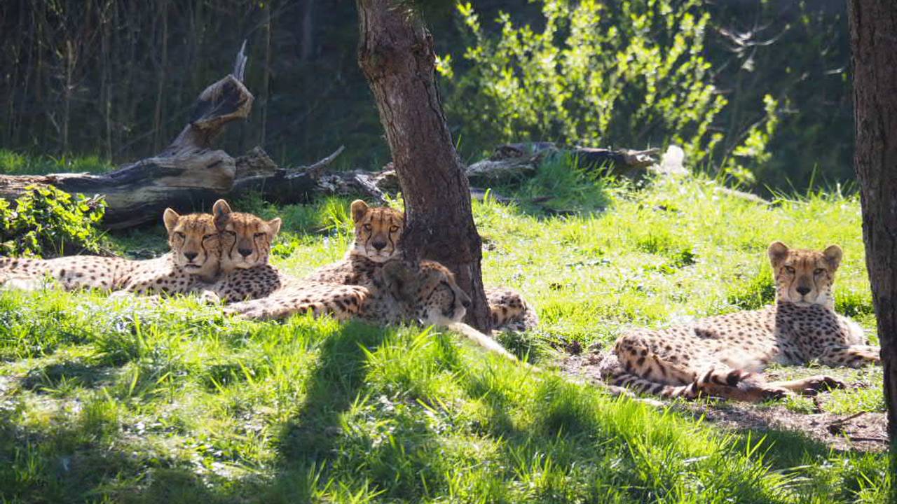 Foto: ZooParc Overloon