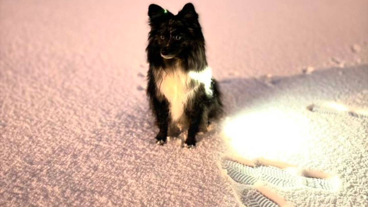 De hond van Cheyenne Bevers in Beek en Donk, waar volgens haar een goede vijf centimeter sneeuw ligt.