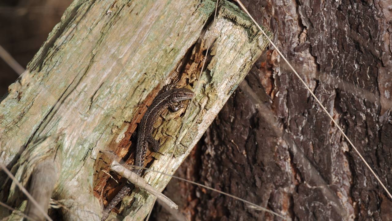 Een levendbarende hagedis (foto: Janine Lenting).