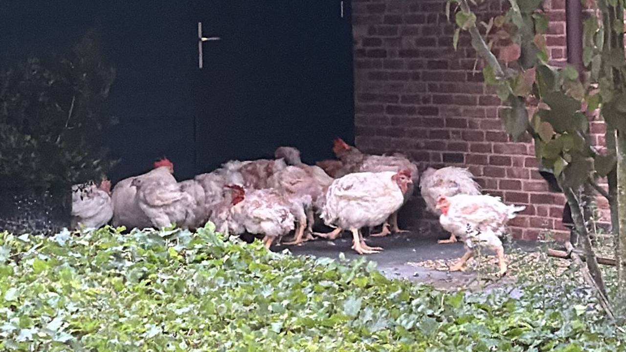 De kippen verkeren in kritieke toestand (foto: Dierenambulance Hokazo).