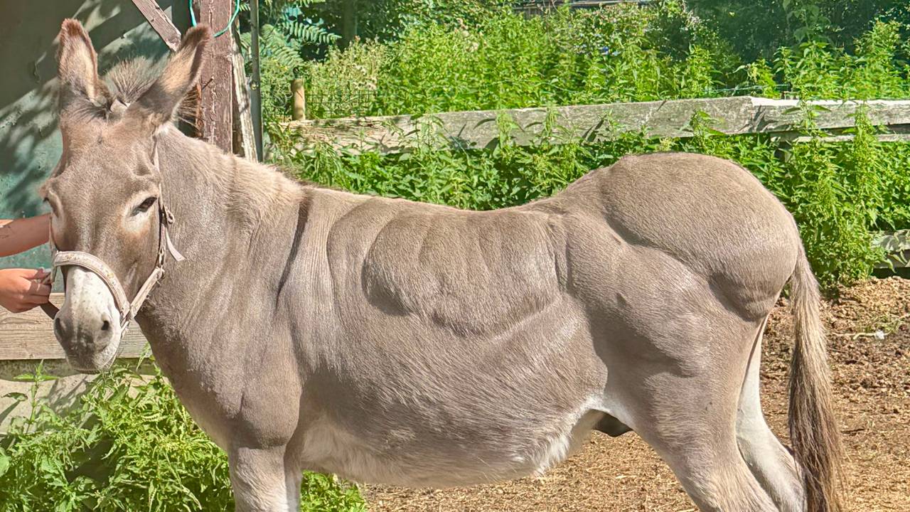 Ezel Nono was 150 kilo te zwaar, op rug en billen zijn duidelijk vetplekken te zien (foto: Het Ezelpaleis).