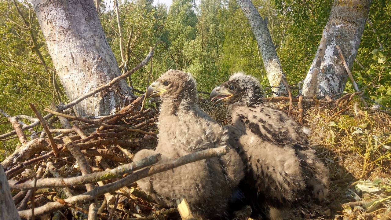 Drie jaar geleden werd de zeearend samen met zijn zusje geboren in het Markiezaat (foto: Erik de Jonge).