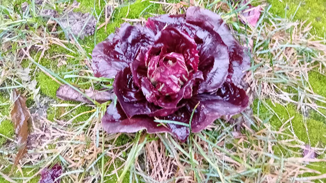 Roodlof of rode sla (foto: Charles Smeenk)