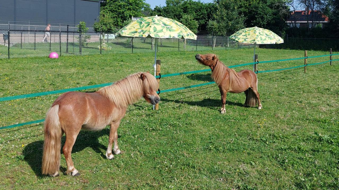 Tinus en Tinkerbel nemen het ervan (foto: Marieke van Laarhoven).