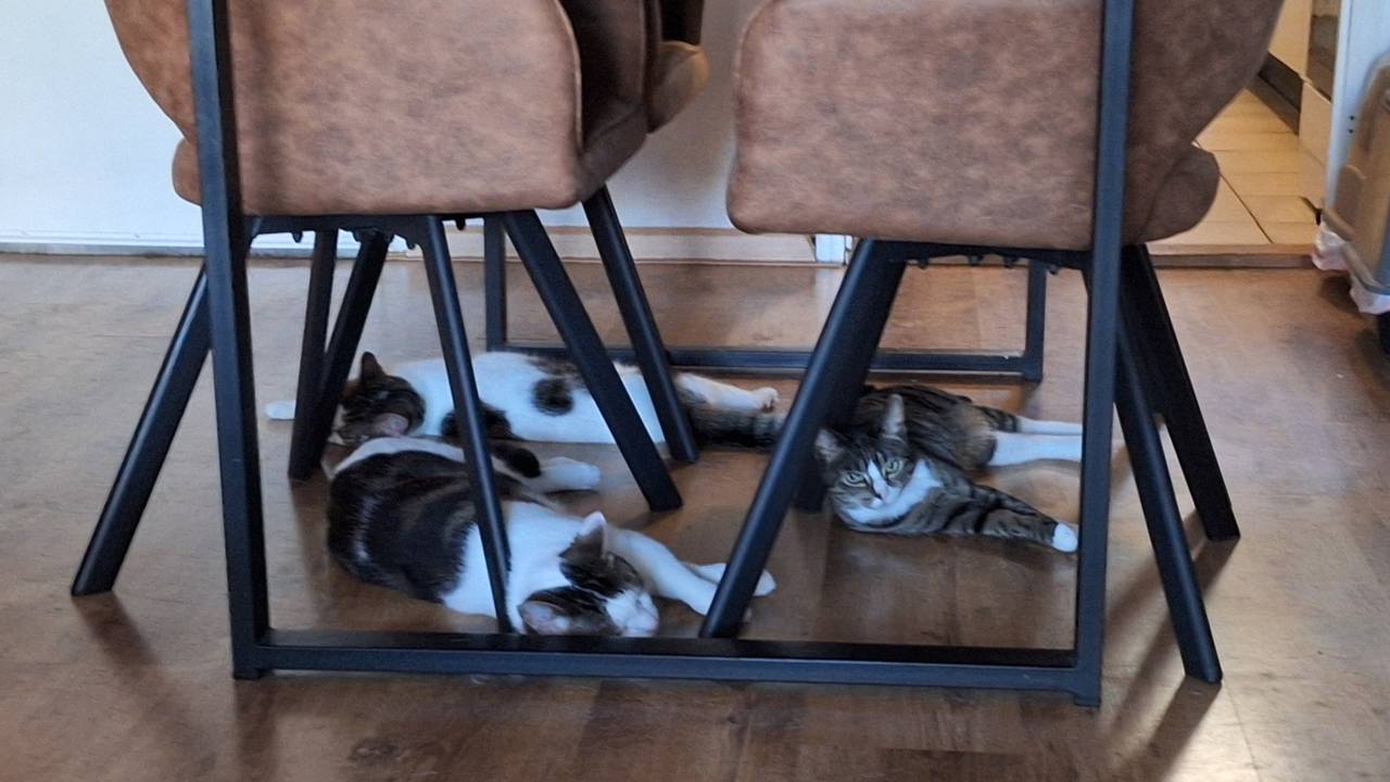De katten van Eric hebben het ook warm (foto: Eric Schuurman).