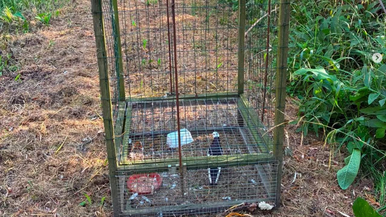 Verboden vangkooien, dieren en munitie gevonden op jachtterrein in Altena
