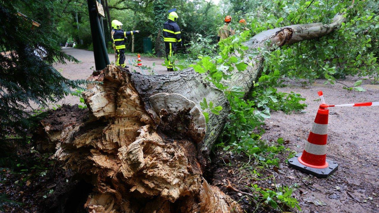 De omgevallen boom blokkeerde de weg in Haaren (foto: Bart Meesters).