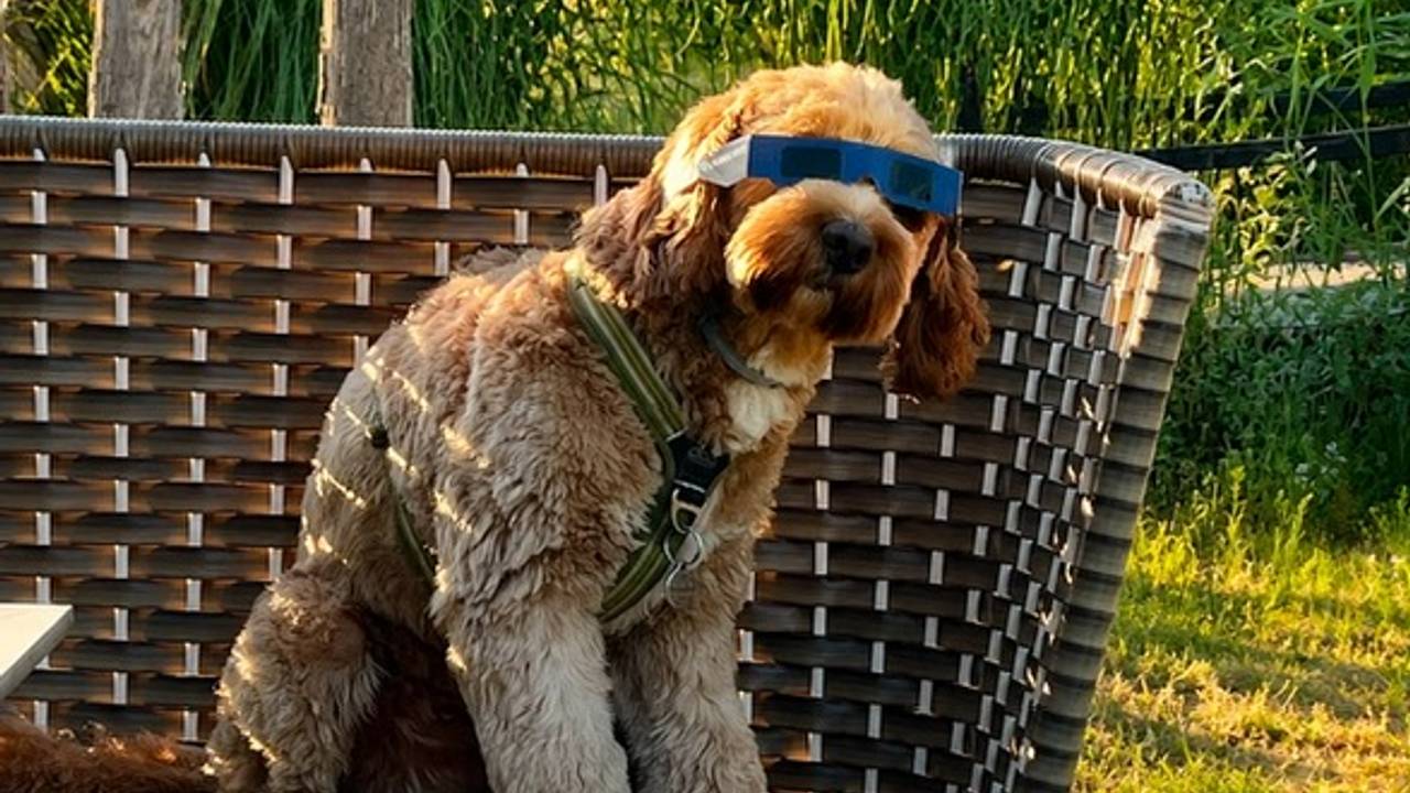 Ook honden moeten goed beschermd zijn (foto: Carola Lens).