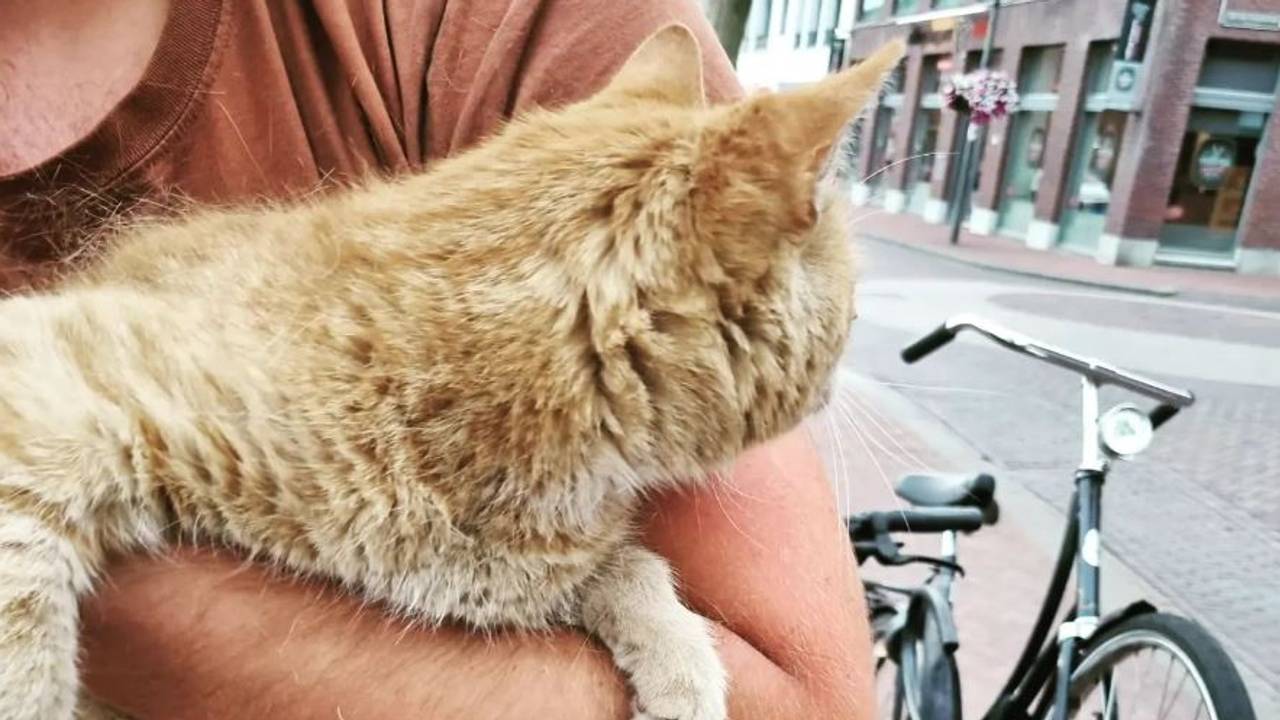 Kat Koffic is inmiddels weer veilig thuis bij zijn baasjes (foto: Wijkagenten_helmond_binnenstad).