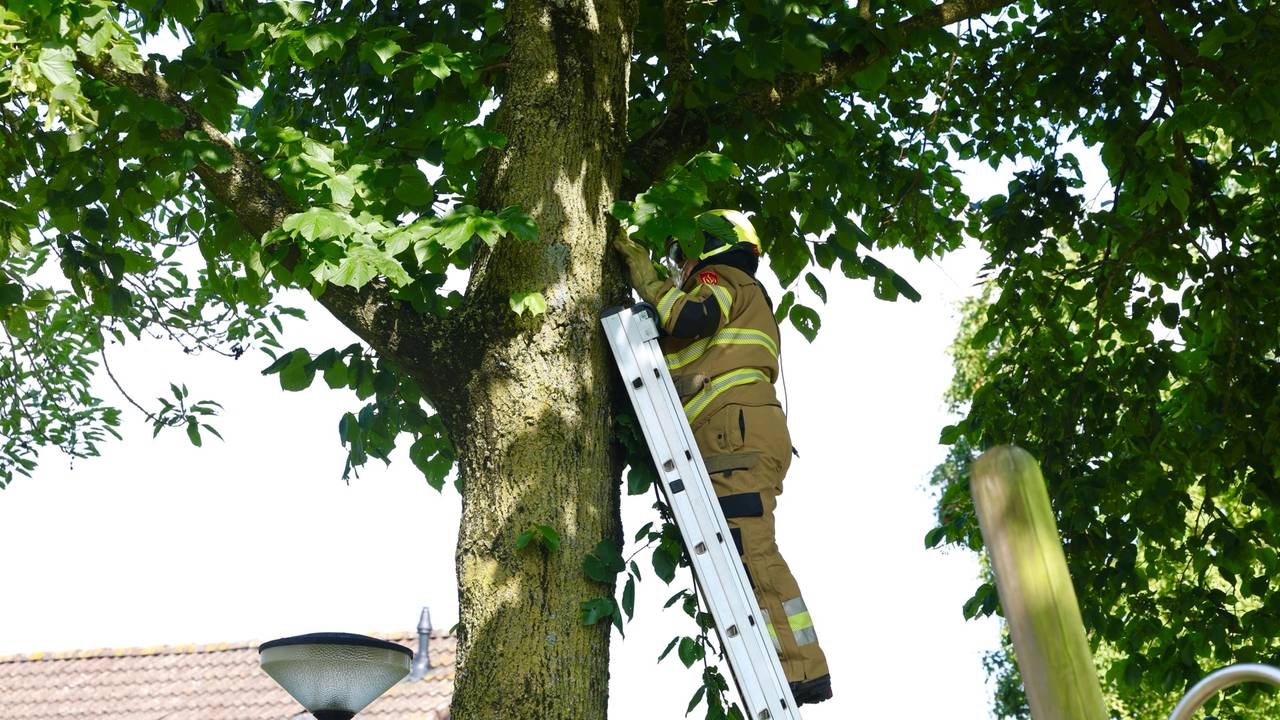 De brandweer probeerde de kat uit de boom in Boxtel te halen, maar het dier kroop steeds hoger de boom in (foto: Sander van Gils/SQ Vision).