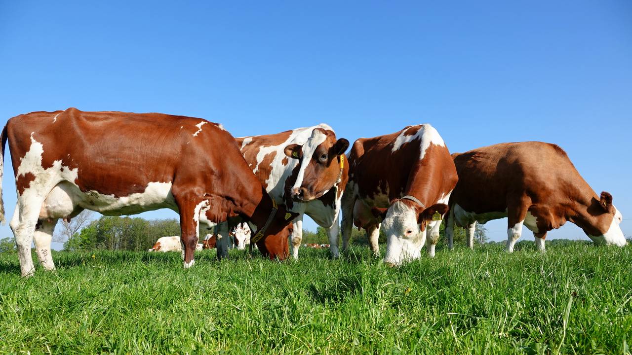Koeien in de wei (foto: Ben Saanen).