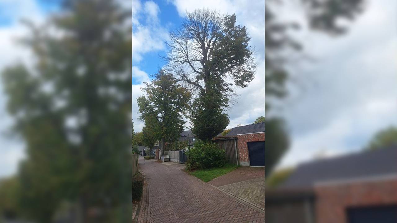 Het is goed te zien waar de boom is aangetast door het gif (foto: Gemeente Bladel).
