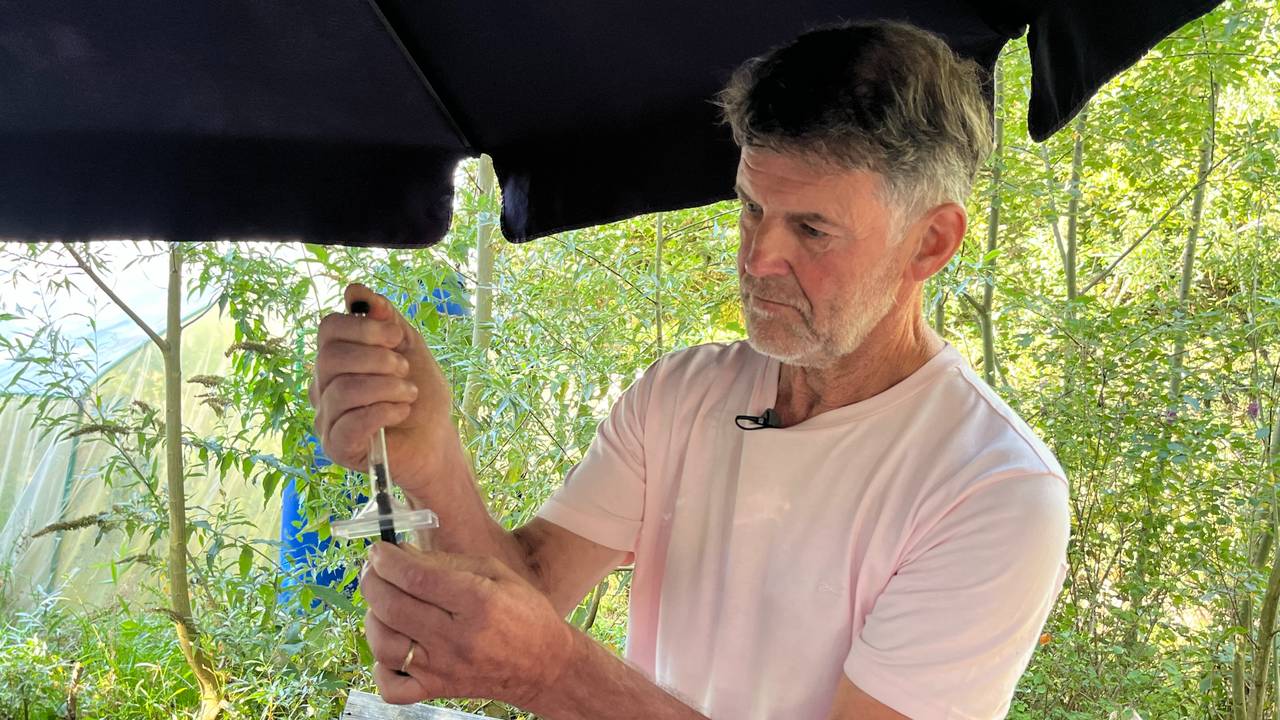 Voordat Johan de wesp kan zenderen moet hij hem eerst van het ene in het andere buisje krijgen (foto: Omroep Brabant).