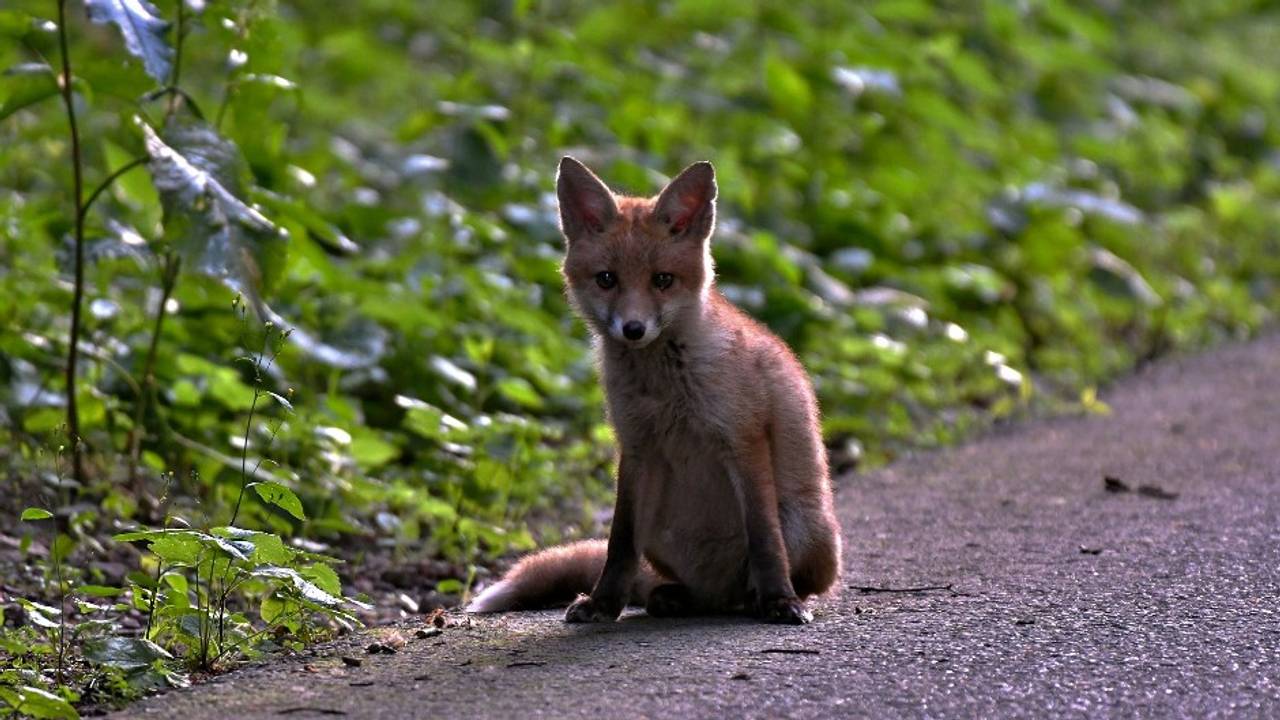 Een jonge vos op weg (foto:  Yvonne Huijbens via Pixabay).