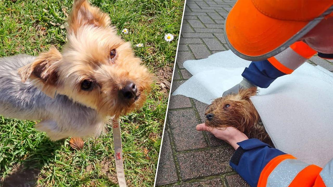 (Foto's: Dierentehuis Den Bosch).