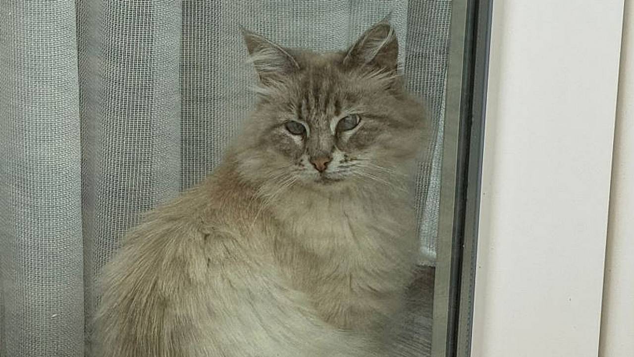 Gümüs beleefde heel wat benauwde uren onder het huis (foto: Yasemin).