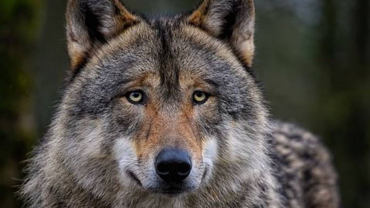 De Wolf (foto Pixabay).