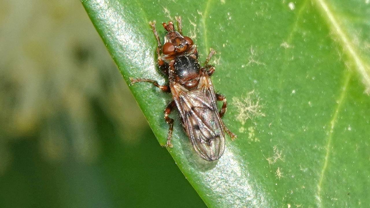 Een gevlekt blaaskaakje (foto Theo Zelen).