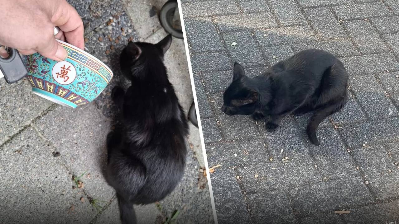 De kat krijgt al een half jaar lang eten van buurtbewoners. (Foto: Yvonne van Bommel / DMG Deurne).