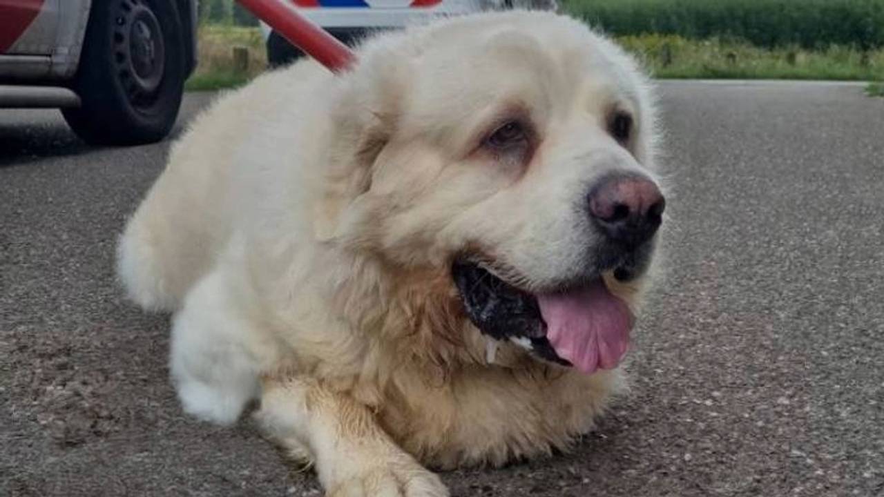 Foto: Instagram politie Tilburg Centrum.