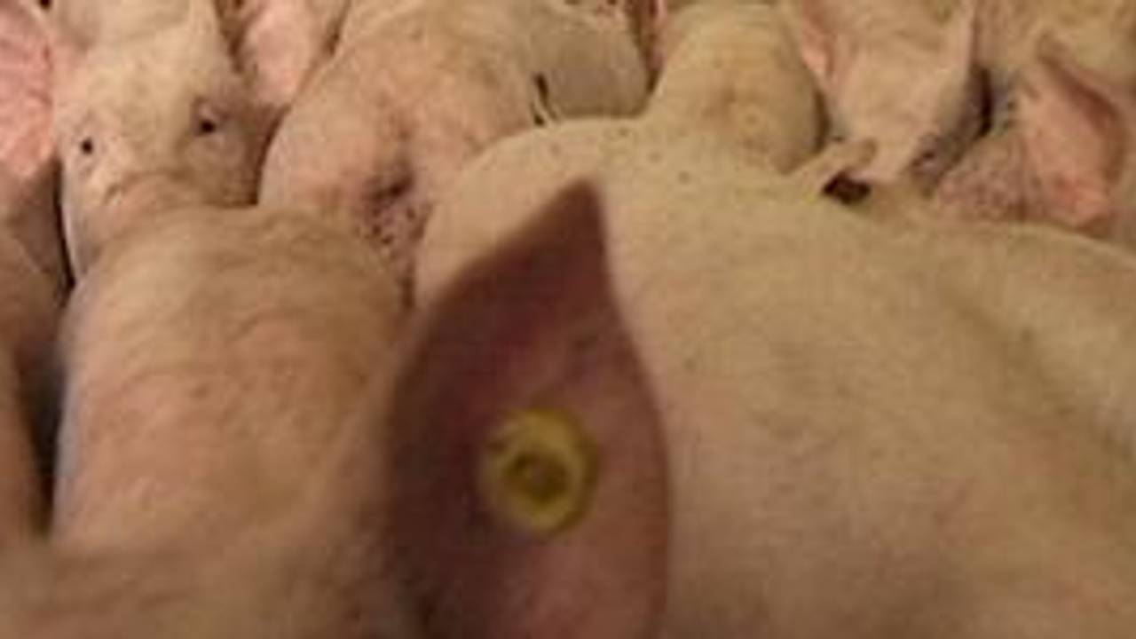 Burgers slepen overheid voor de rechter om megastallen.
