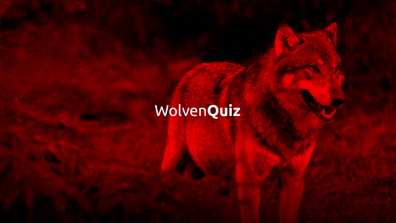 Test je kennis over de wolf.