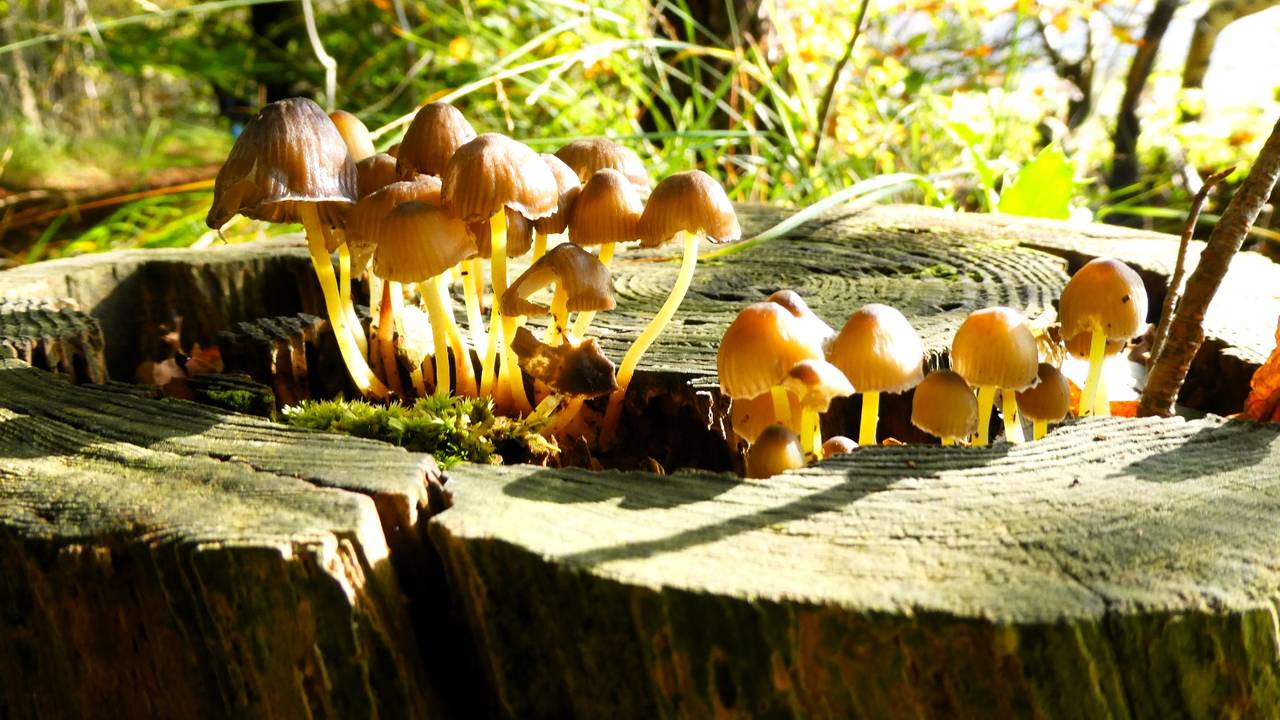 Paddenstoelen in de zon in Waalwijk (foto: Martha Kivits).