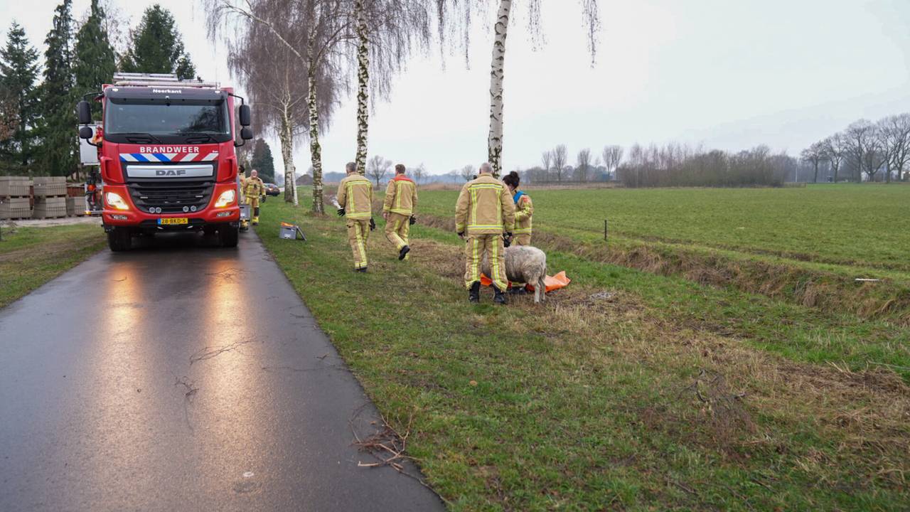 Het schaap is terug naar de kudde gebracht (foto: Harrie Grijseels/SQ Vision).