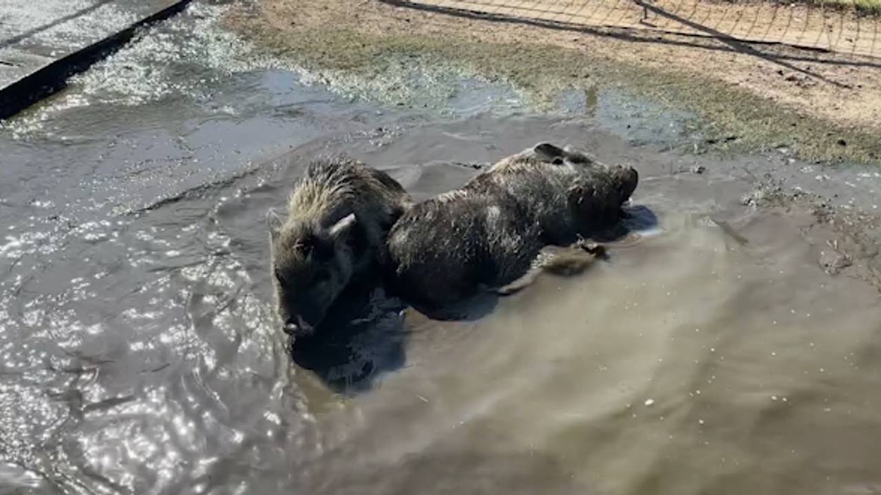 Porkie en Bes zoeken verkoeling in de modder (foto: Omroep Brabant).