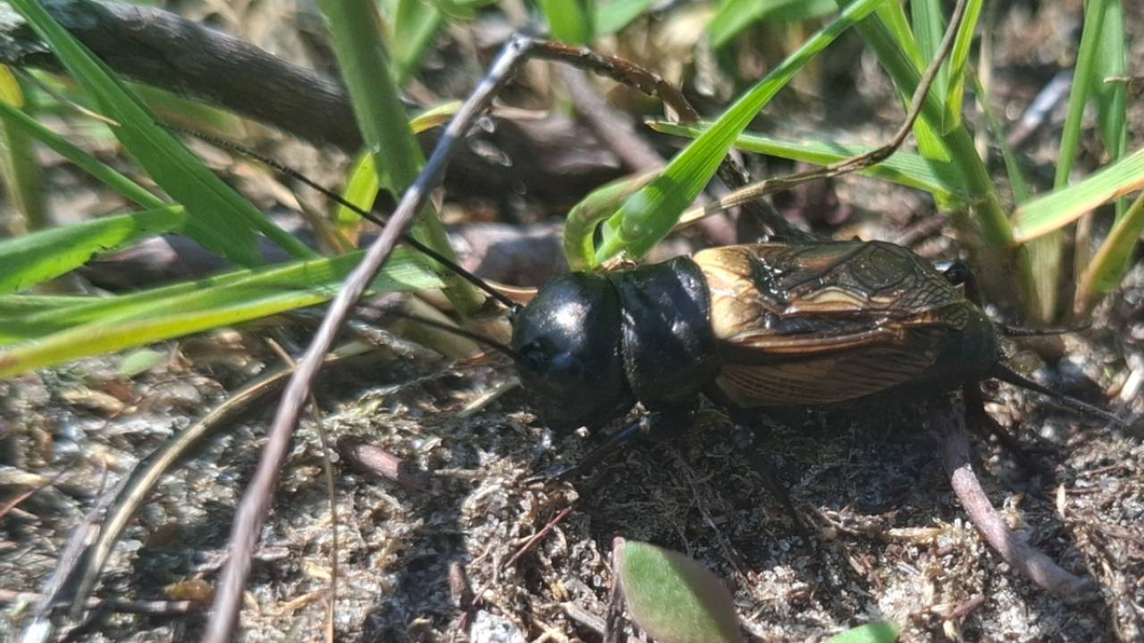 Een veldkrekel (foto: Francine van den Broek).