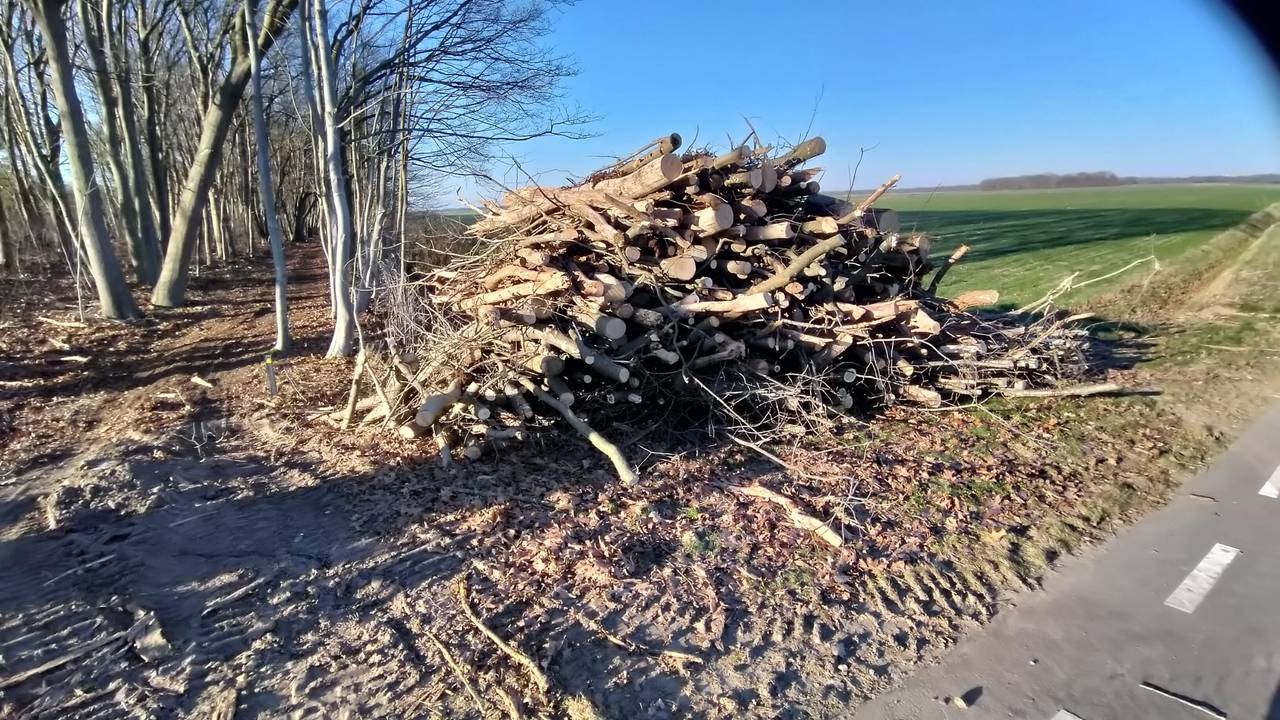 De gekapte bomen langs de weg in Vught (foto: Vereniging IVN/Natuur- en Milieugroep Vught)