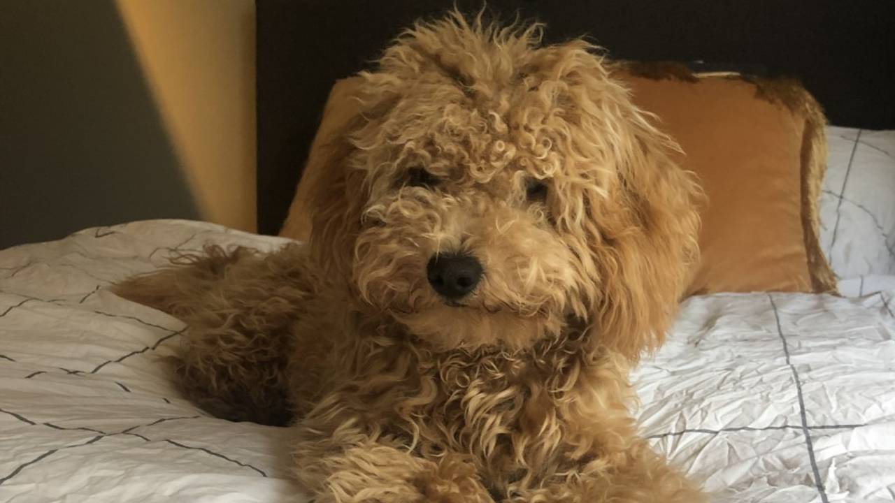 Wolfje werd het slachtoffer van een stel sledehonden (foto: Nathalie van der Zee)