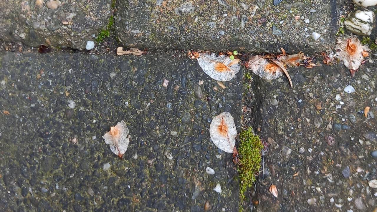 De zaden van een iep (foto: Marijke Lamers).