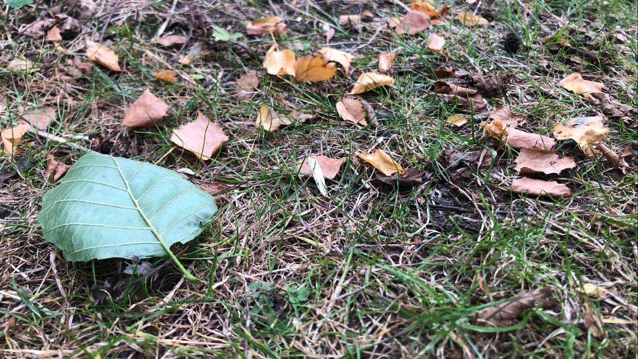 Door de droogte vallen er veel bladeren van de bomen (foto: Willem-Jan Joachems).