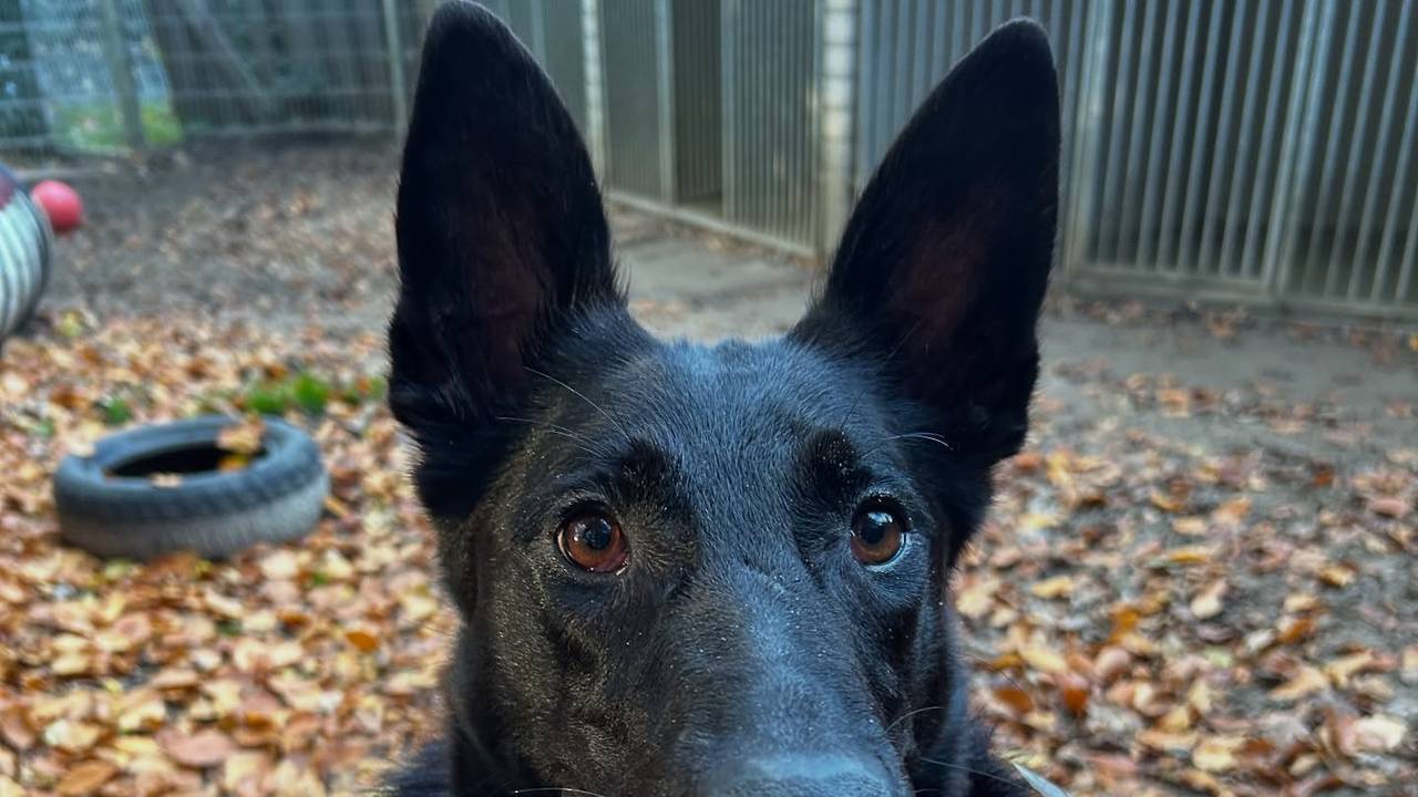 Foto Instagram DierentehuFoto: Instagram Dierentehuis 's-Hertogenbosch.is 's-Hertogenbosch