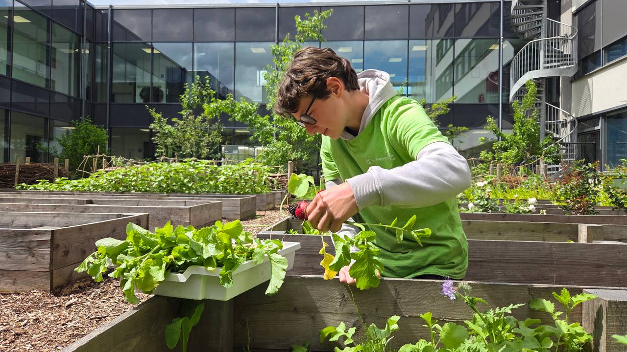 Lucas plukt radijsjes uit de schooltuin (foto: Noël van Hooft).