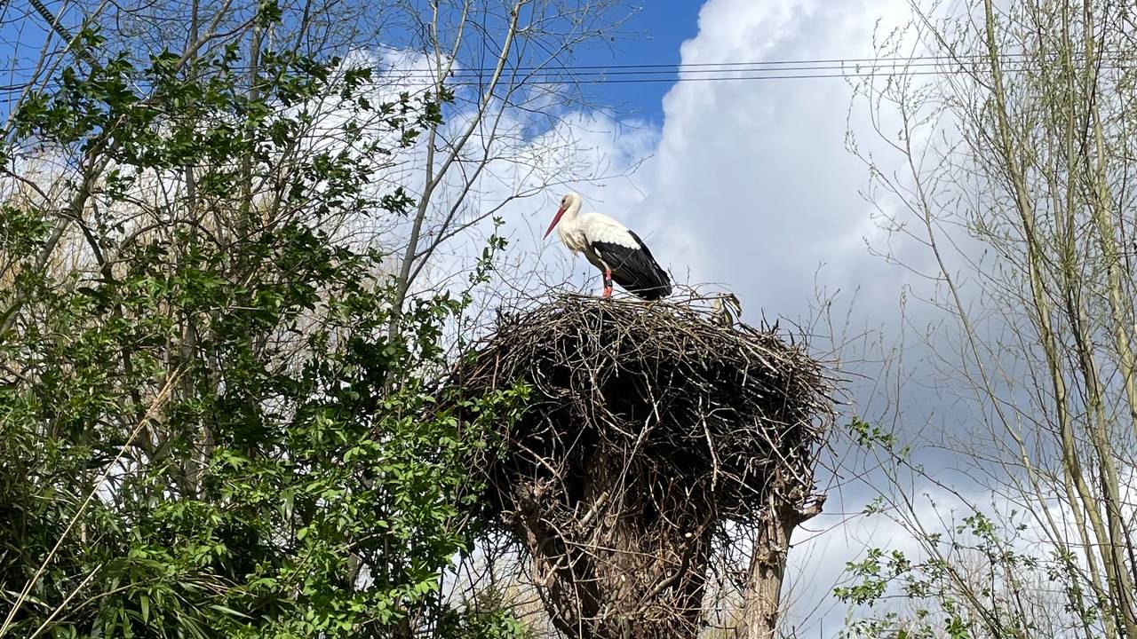 Ooievaars in Dierenrijk