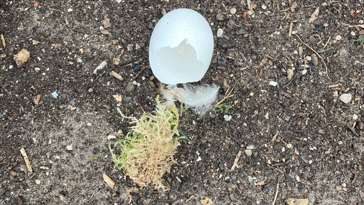 Een kippenei in de tuin (foto: Ries van Dorst).