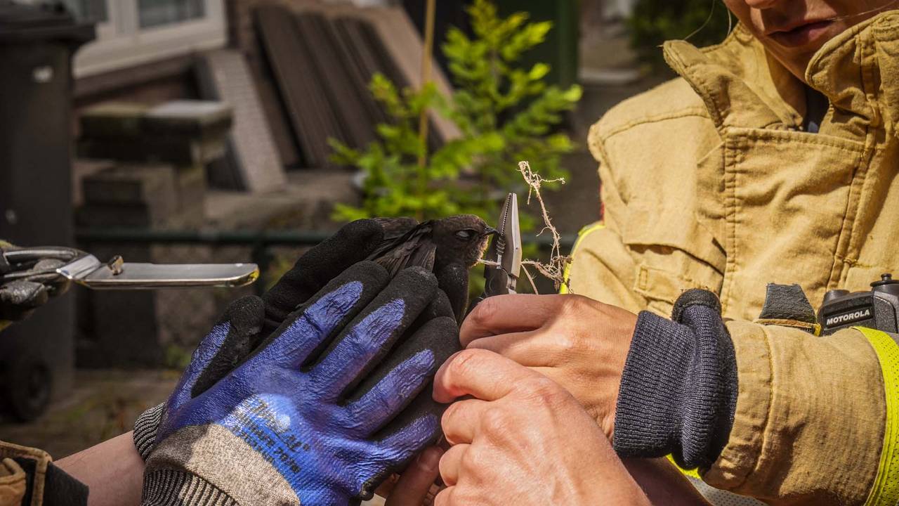 De vogel werd door de brandweer bevrijd (foto: Harrie Grijseels/SQ Vision).