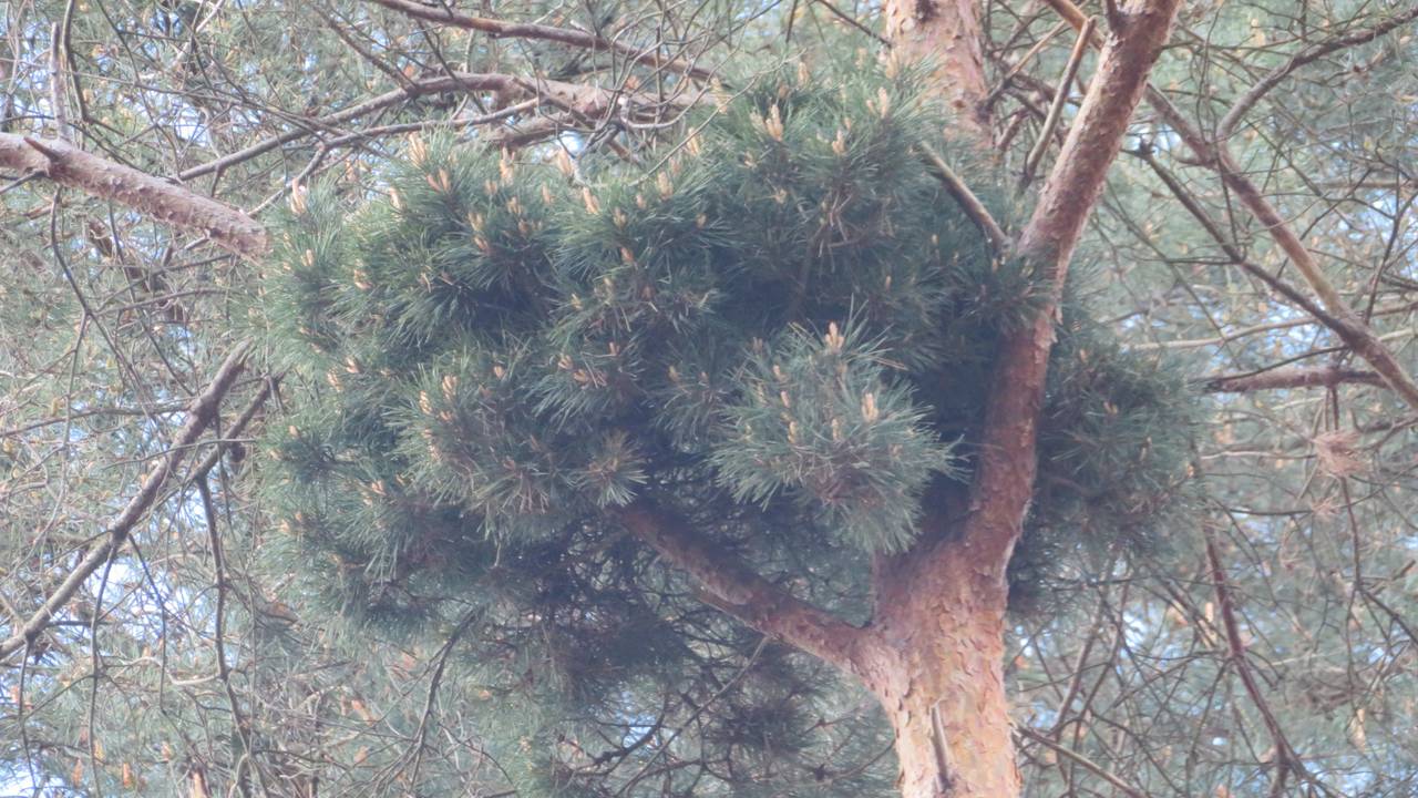 Een heksenbezem in een grove den (Foto: Marjan Keijzer).