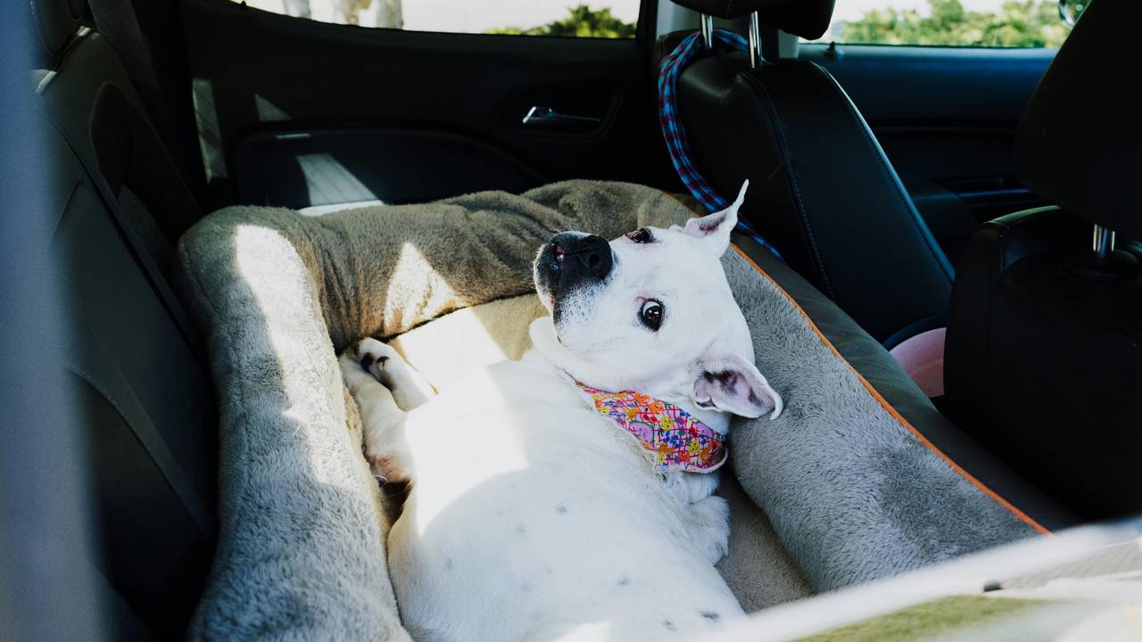 Deze hond ligt prinsheerlijk in zijn mand, maar is zo niet veilig tijdens het rijden (foto: Pexels).