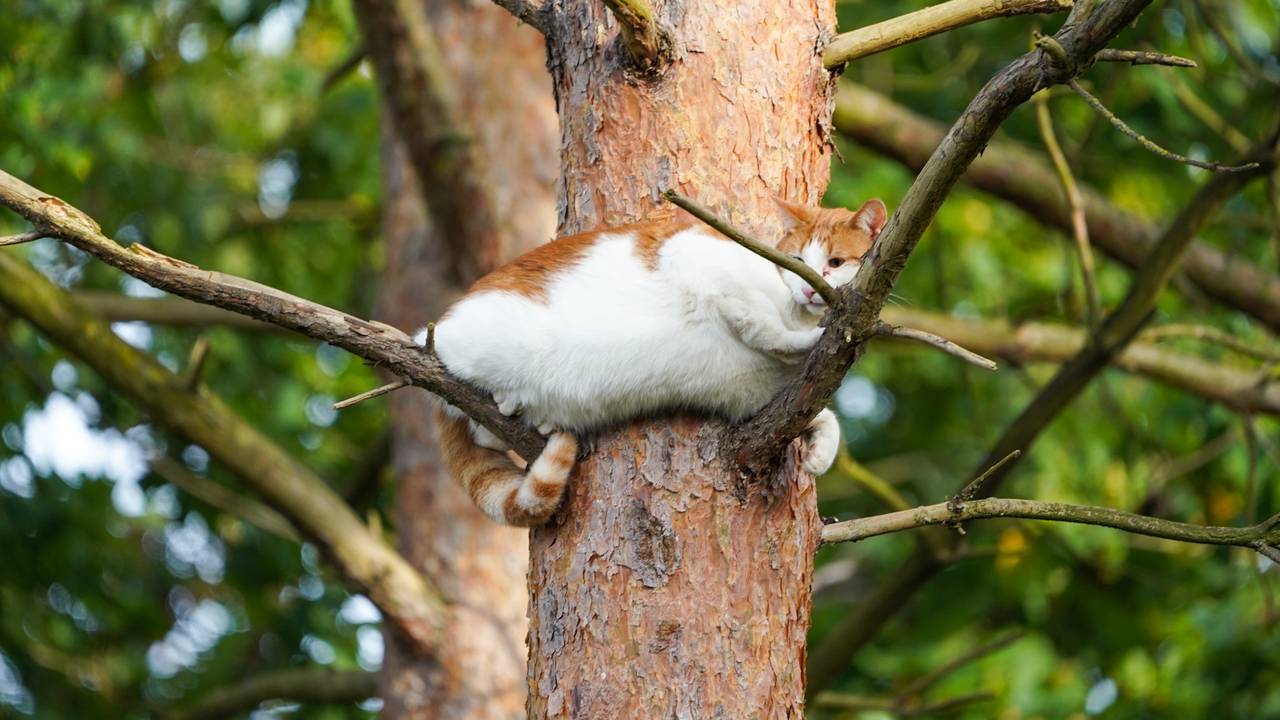 Foto: Gabor Heeres/SQ Vision