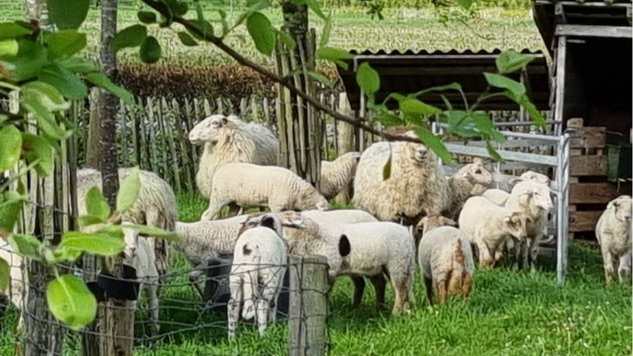 Voorbijgangers dreven de loslopende schapen in Schijndel terug (foto: Wijkagent Schijndel/X).