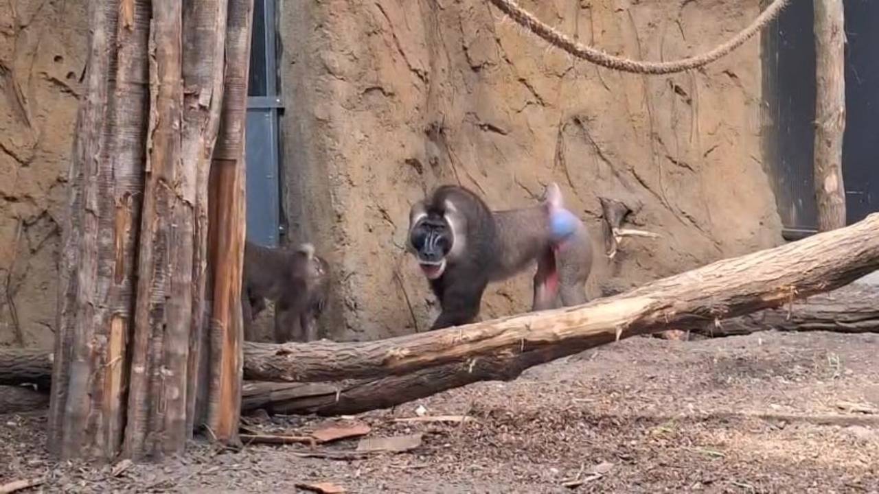 Ernstig bedreigde apensoort voor het eerst te zien in ZooParc Overloon (foto: ZooParc Overloon).