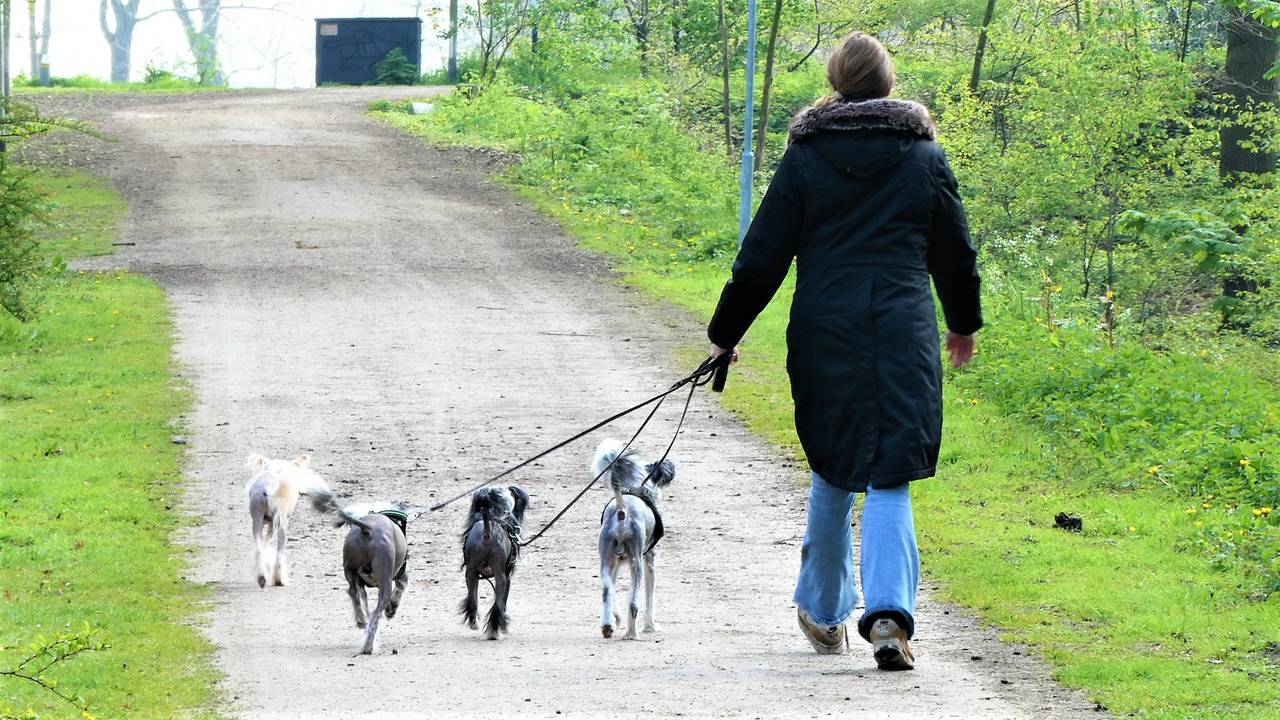 Honden uitlaten (foto: Martha Kivits).
